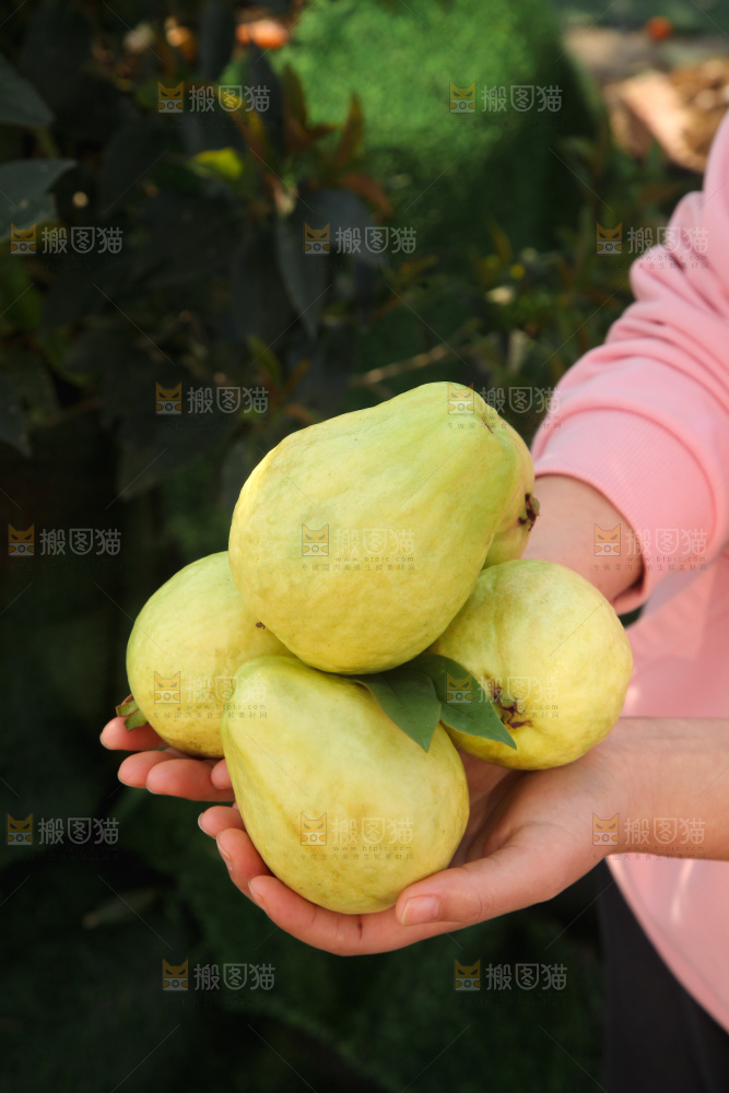 奶油芭乐