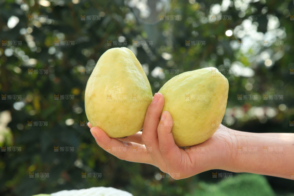 奶油芭乐