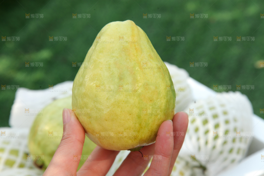 奶油芭乐