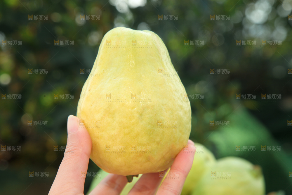 奶油芭乐