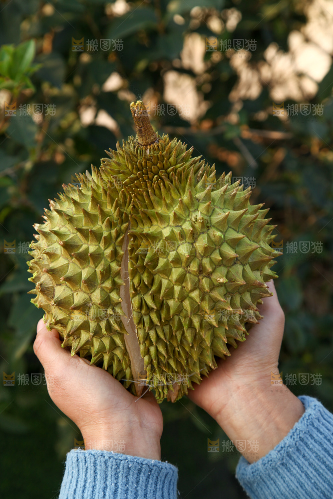 巴掌榴莲