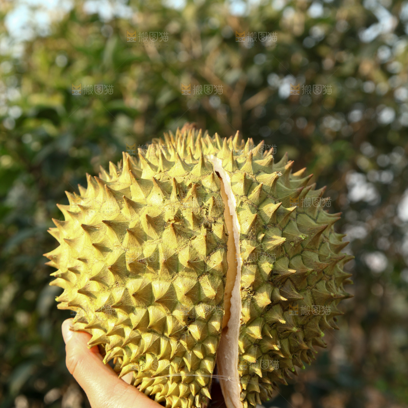 巴掌榴莲