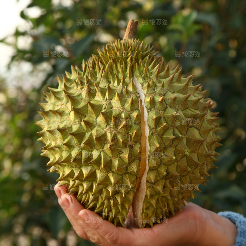 巴掌榴莲