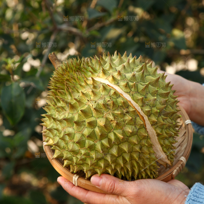 巴掌榴莲