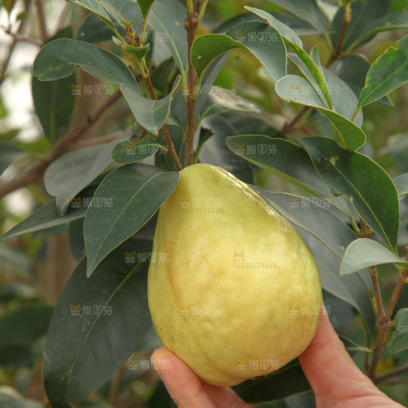 奶油芭乐
