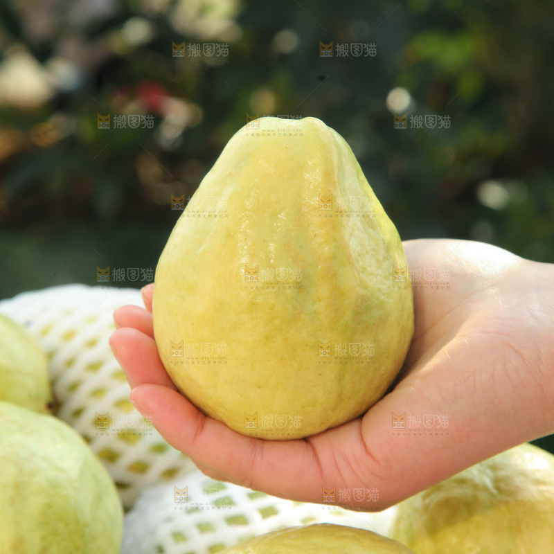 奶油芭乐