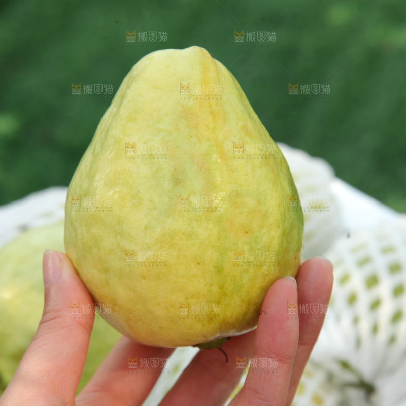 奶油芭乐