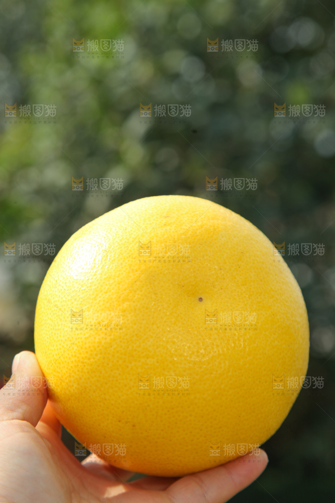 黄金葡萄柚