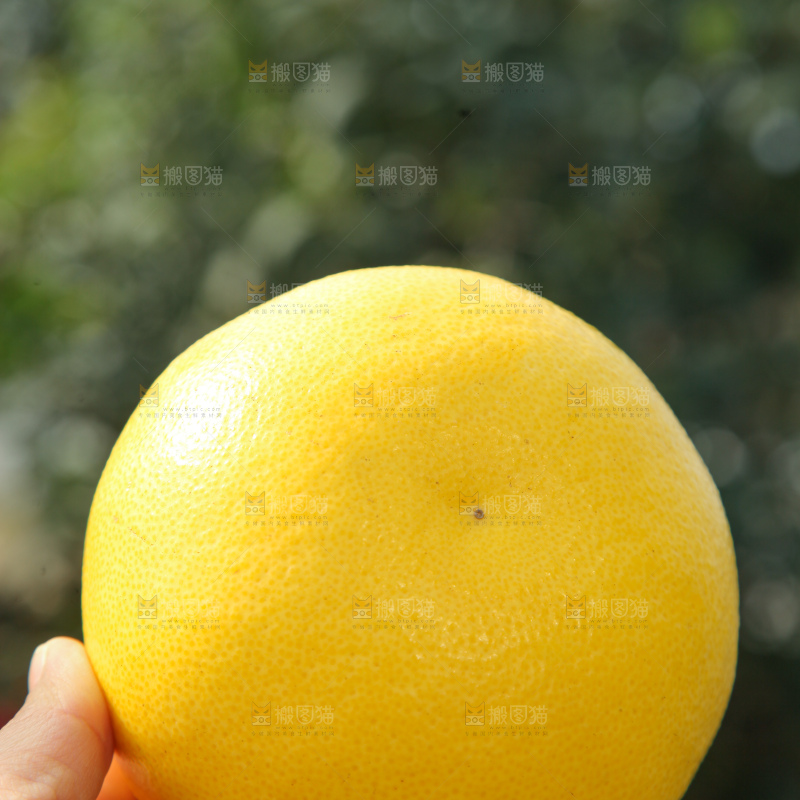 黄金葡萄柚