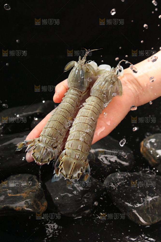 皮皮虾