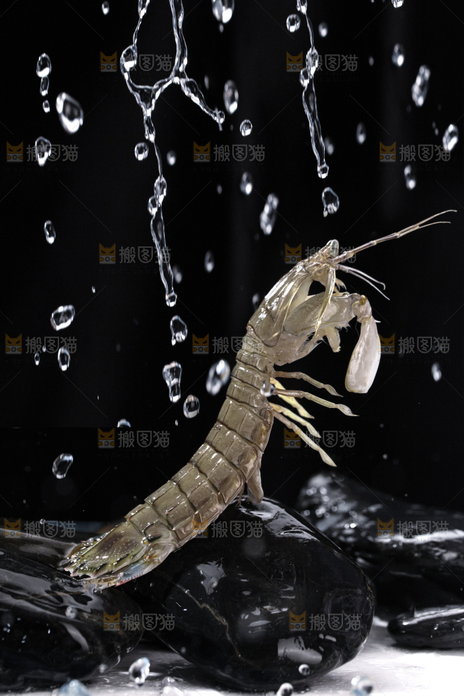 皮皮虾
