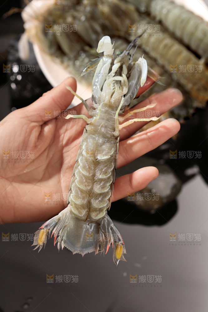 皮皮虾