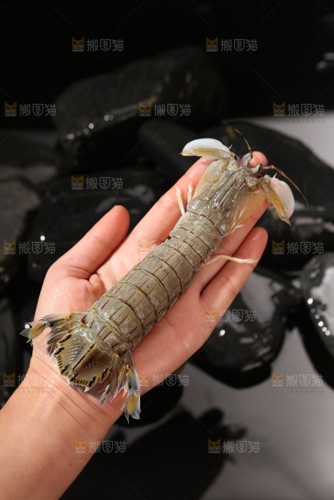 皮皮虾
