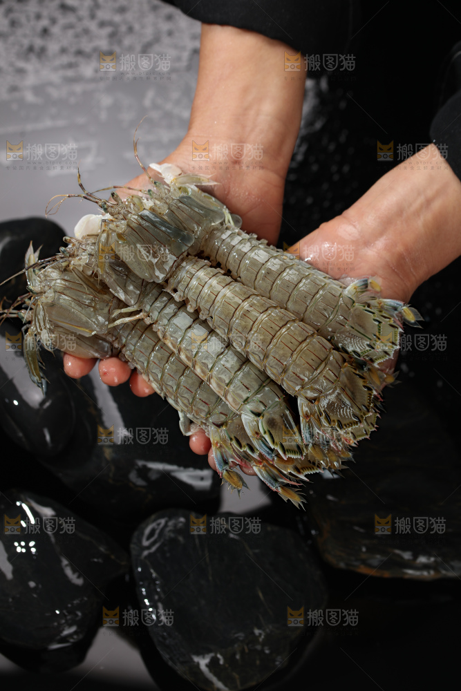 皮皮虾