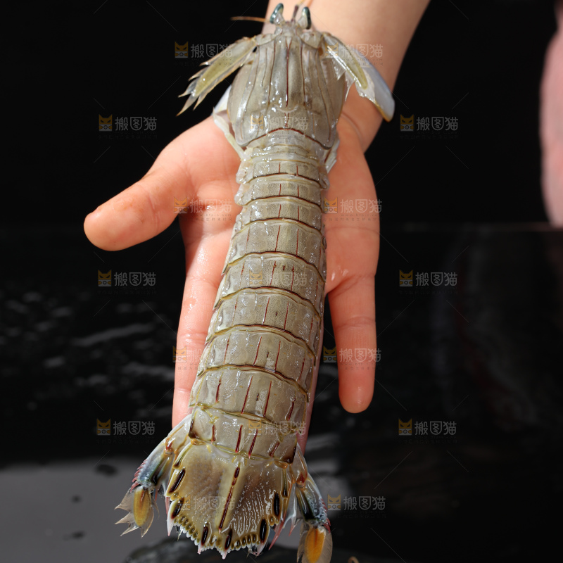 皮皮虾