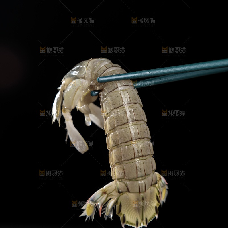 皮皮虾