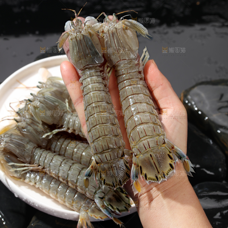 皮皮虾