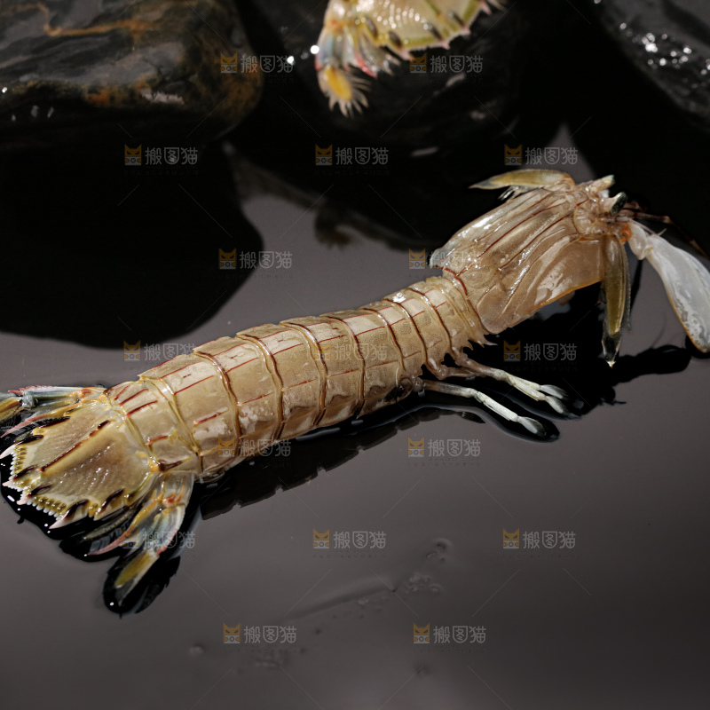 皮皮虾