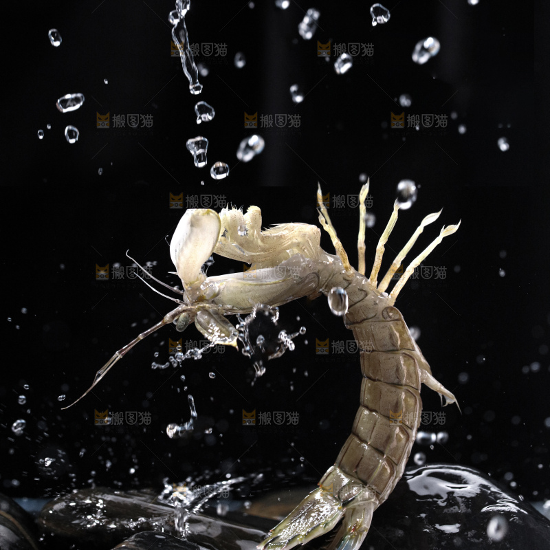 皮皮虾