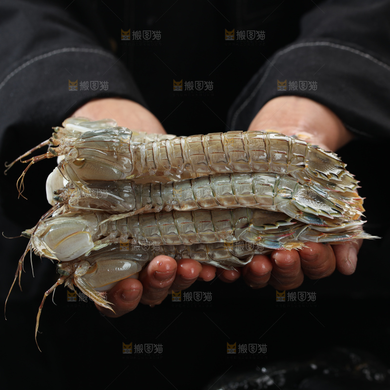皮皮虾