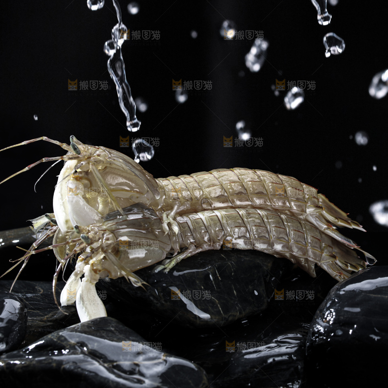 皮皮虾