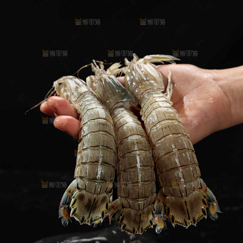 皮皮虾