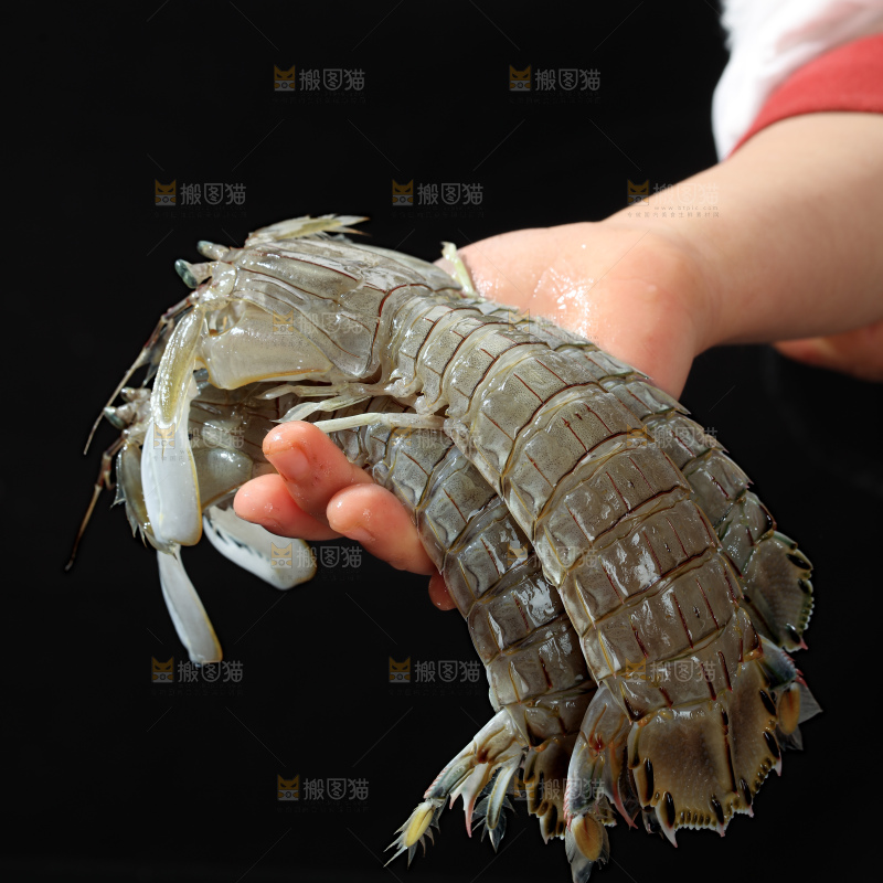 皮皮虾