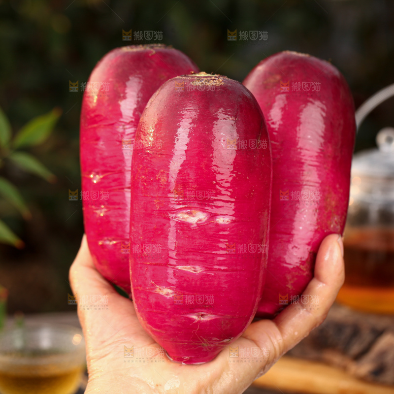 紫美人萝卜