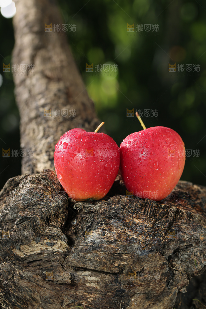 鸡心果