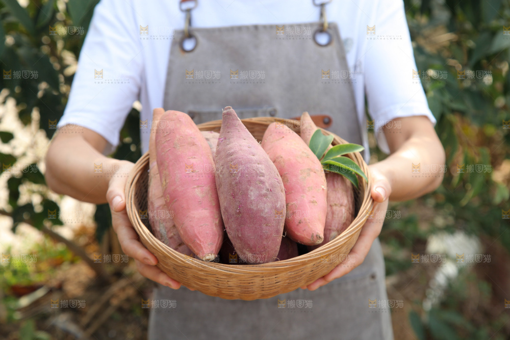 四色蜜薯