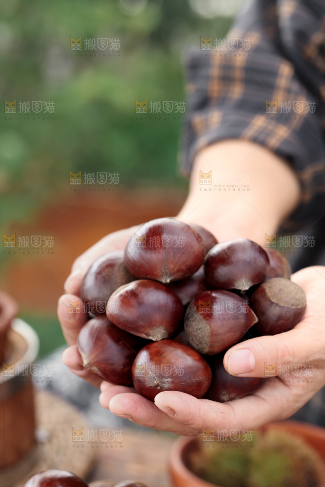 丹东大板栗