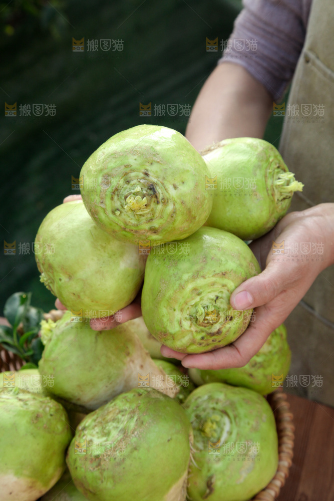 芥菜疙瘩