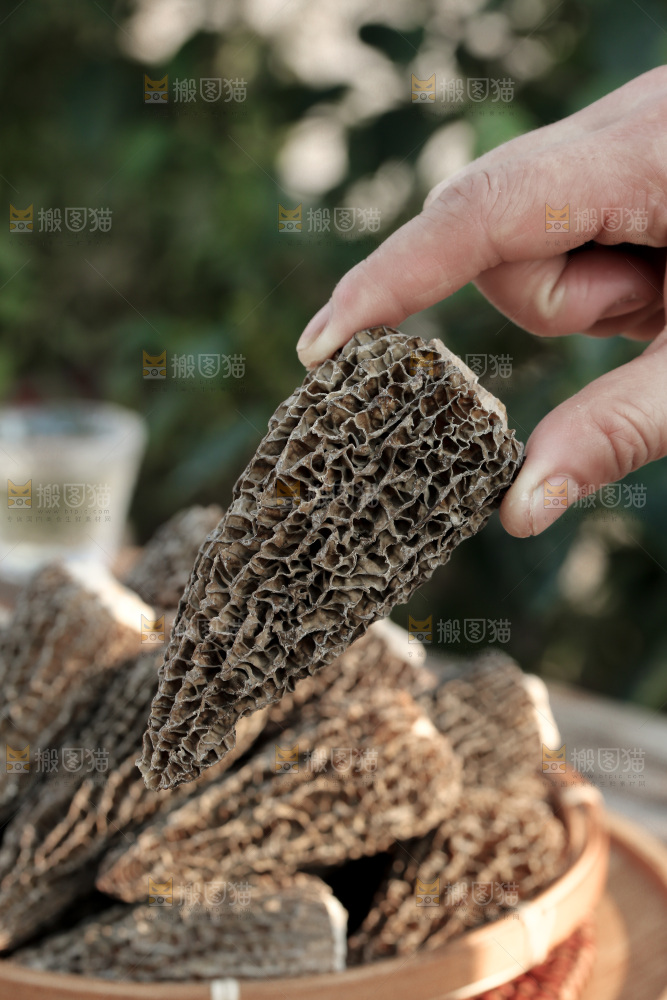 羊肚菌