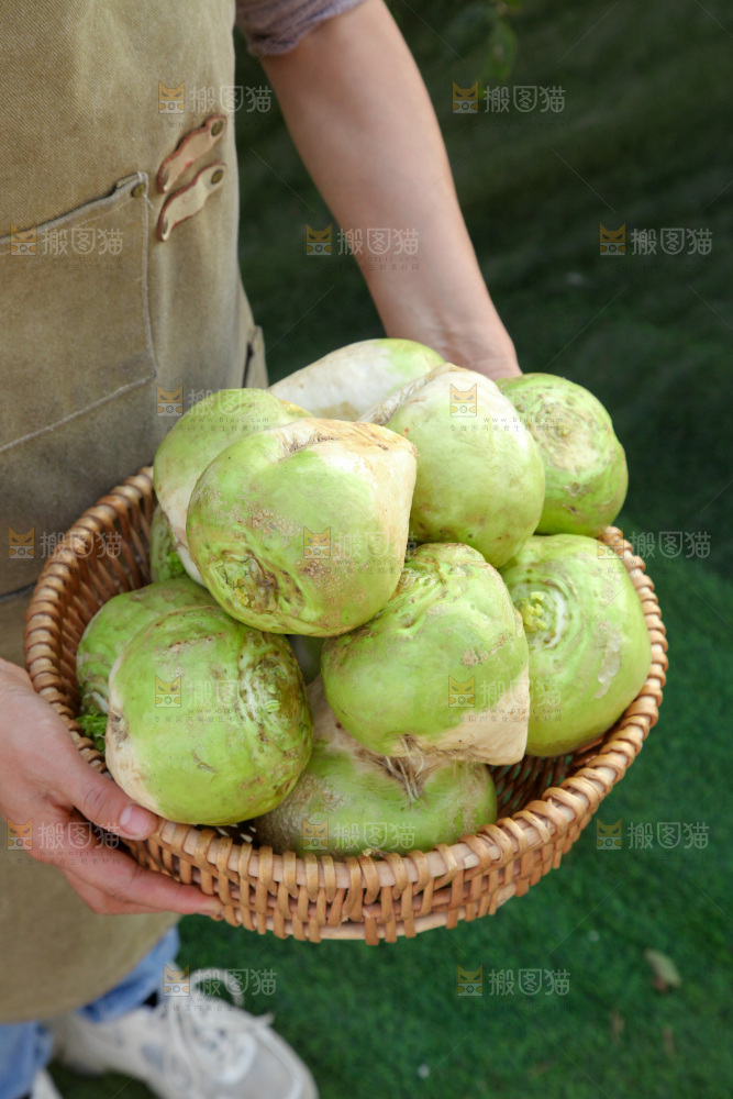 芥菜疙瘩