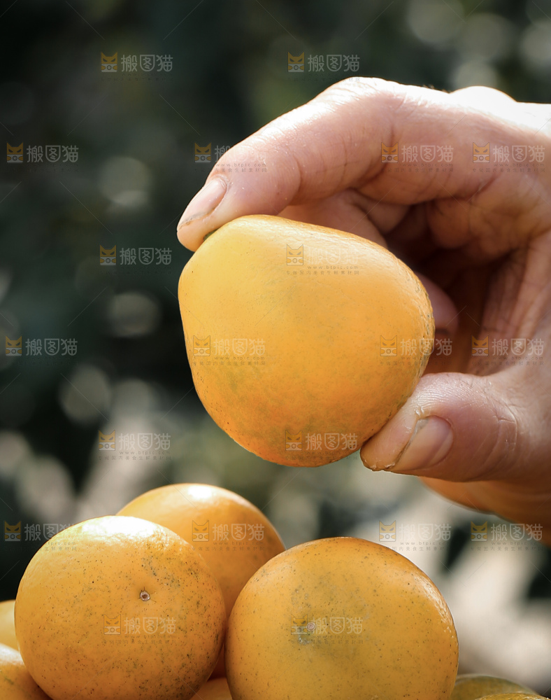 脆蜜金柑