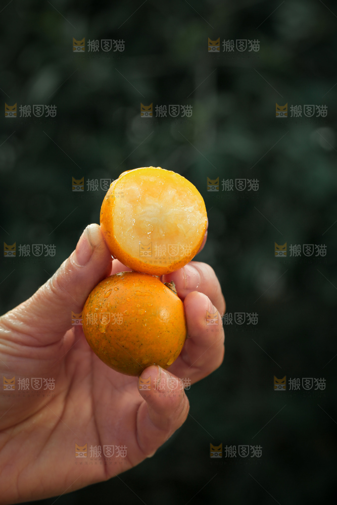 脆蜜金柑