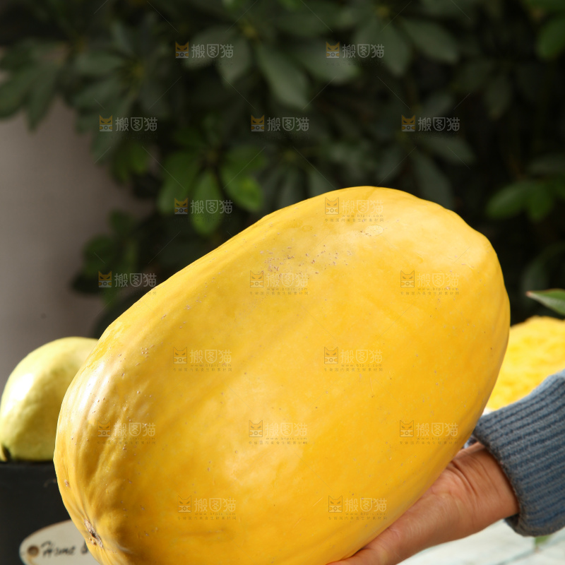 拉丝瓜