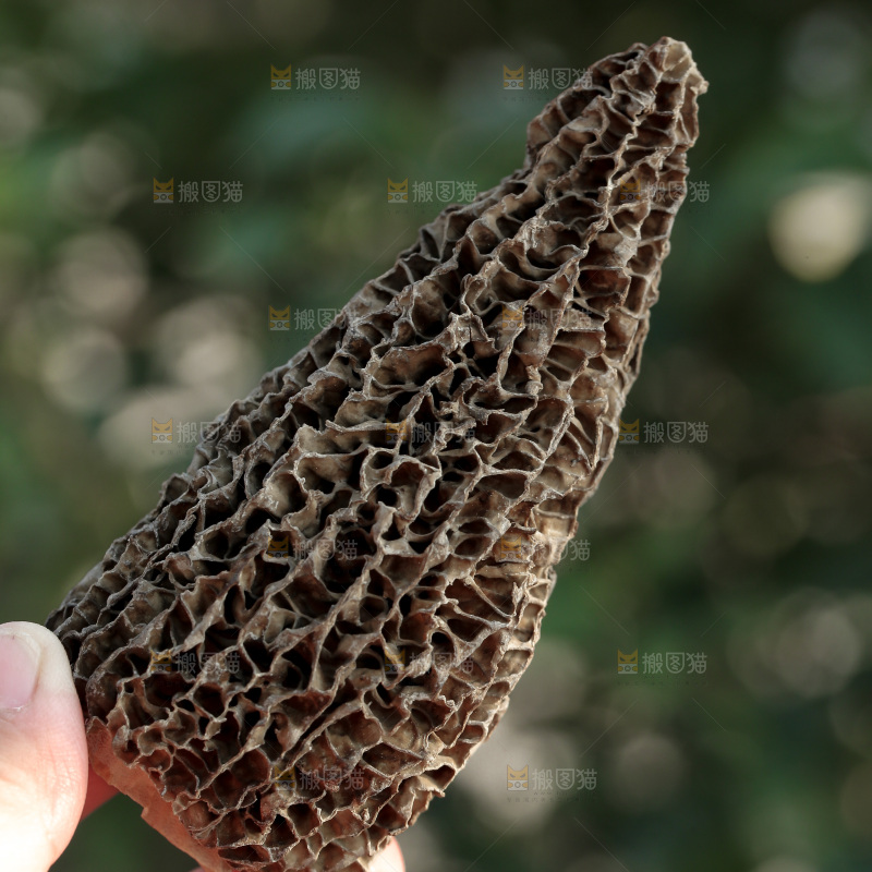 羊肚菌