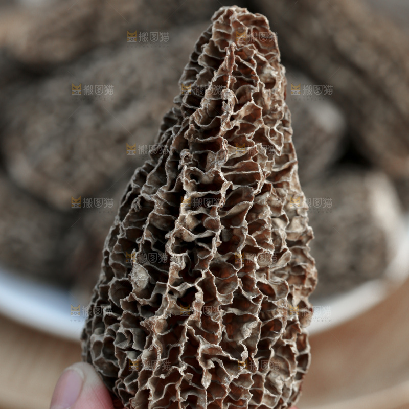 羊肚菌