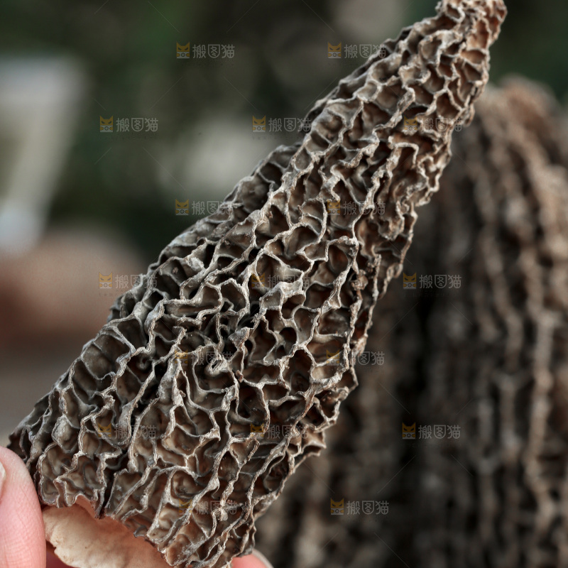 羊肚菌