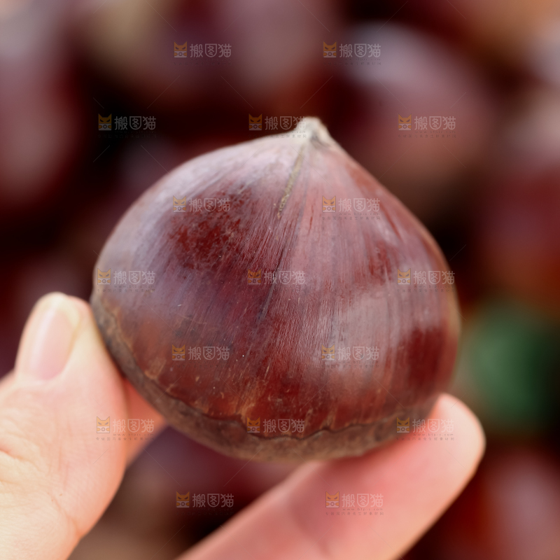 丹东大板栗