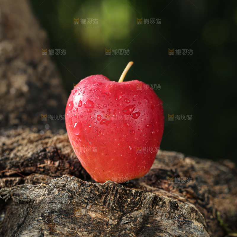 鸡心果
