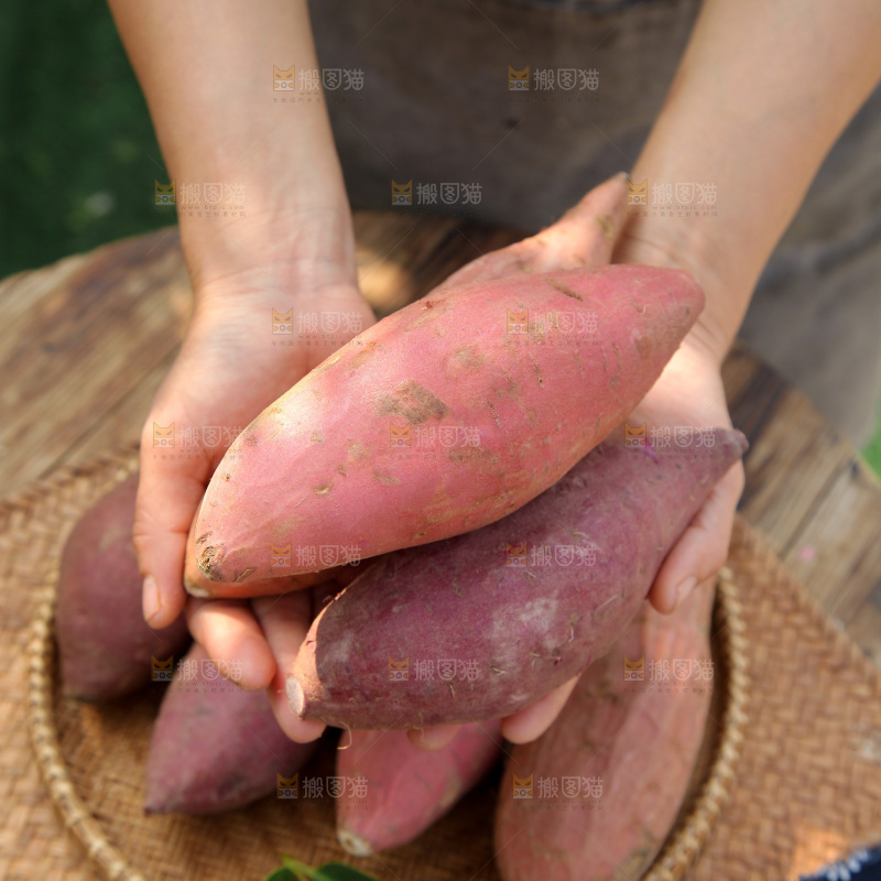 四色蜜薯