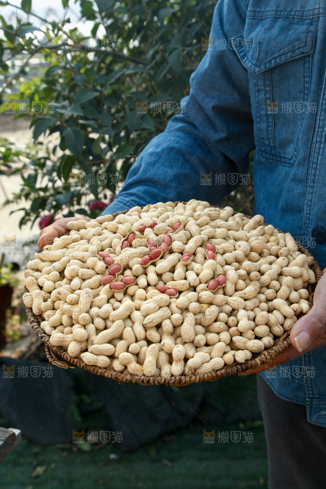 小珍珠花生