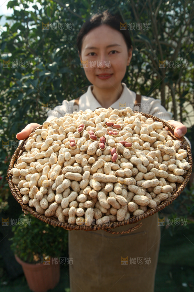 小珍珠花生