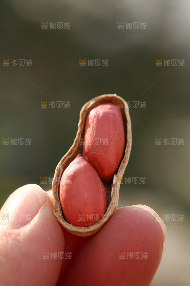 小珍珠花生