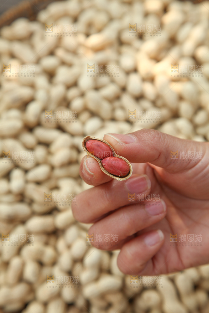 小珍珠花生