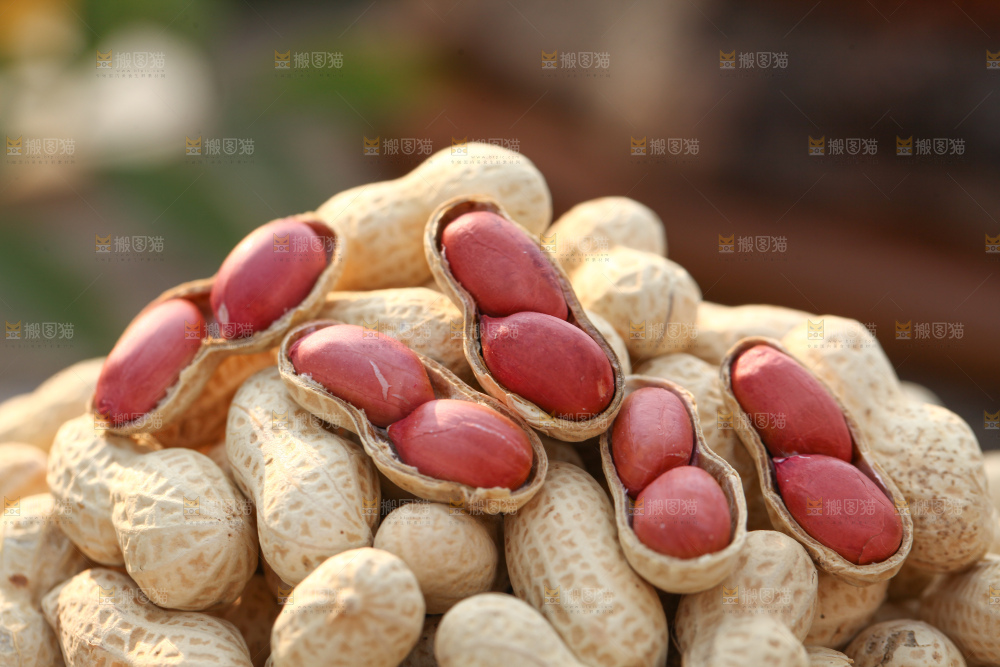 小珍珠花生