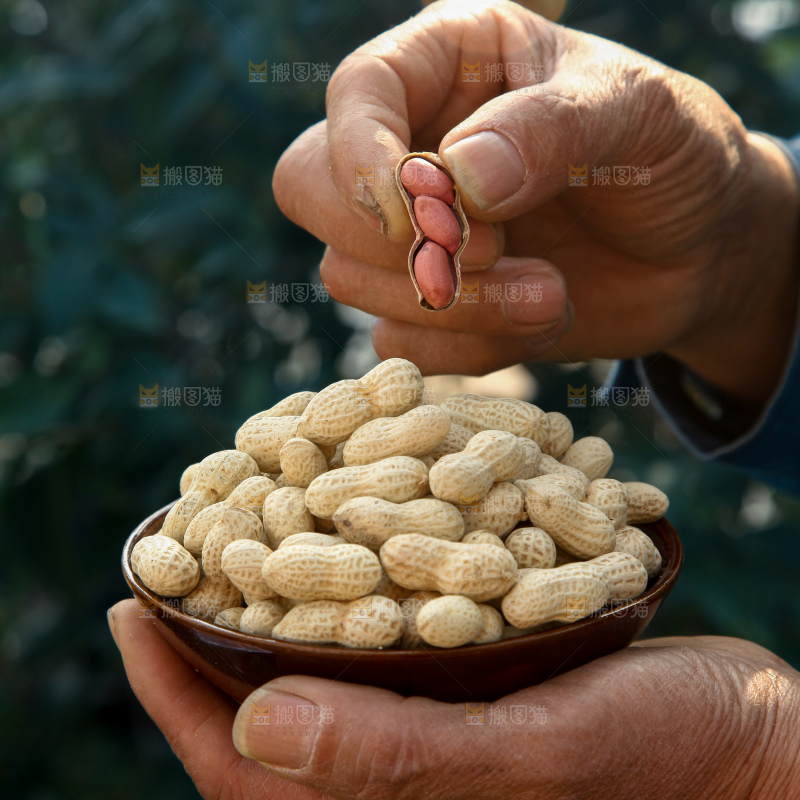 小珍珠花生