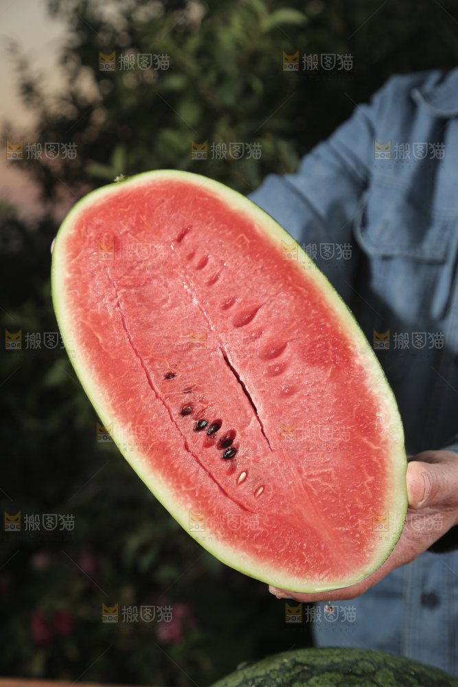 黑美人西瓜